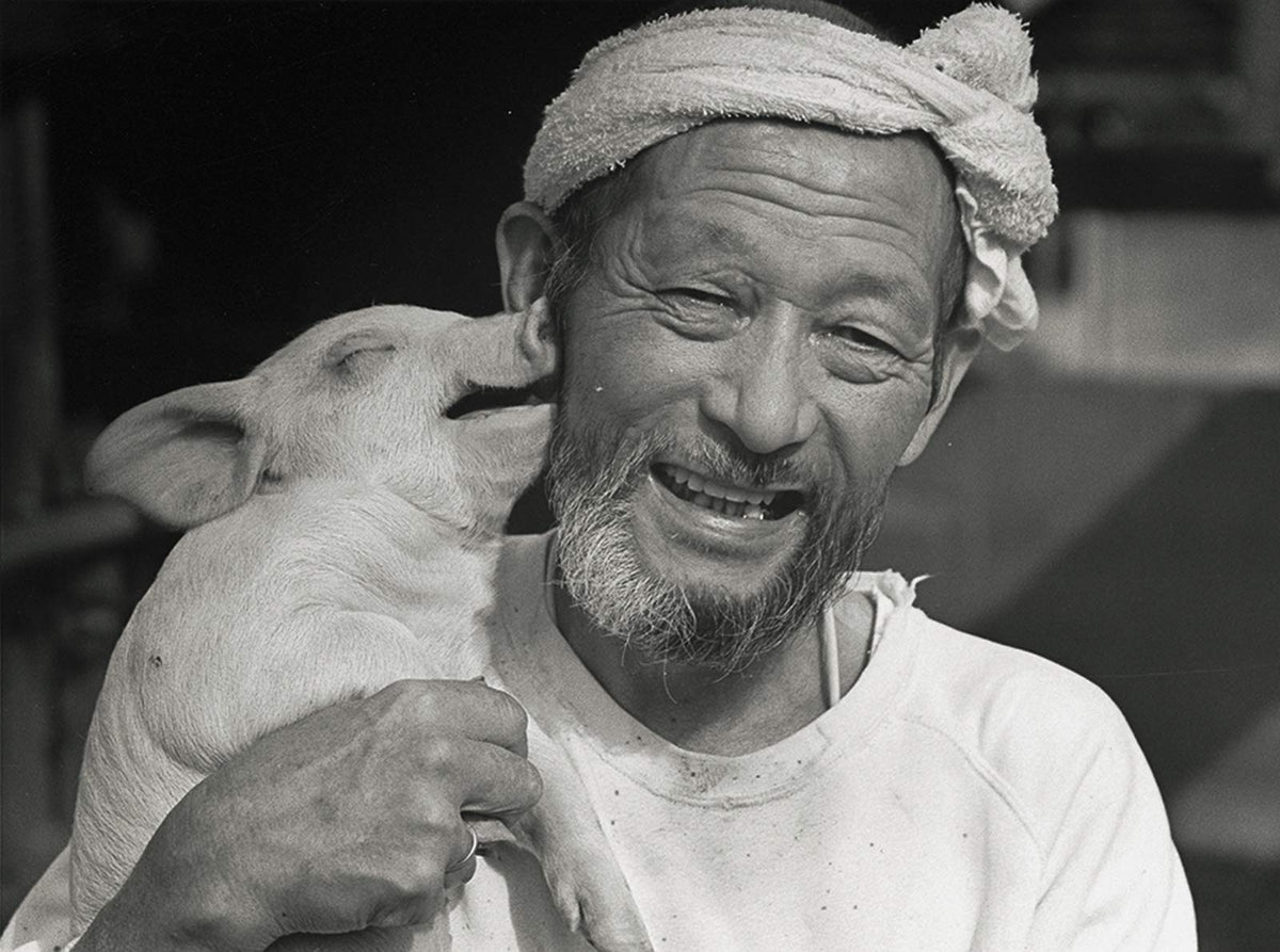 A Life With Pigs