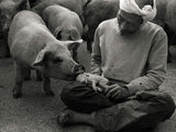 A Life With Pigs