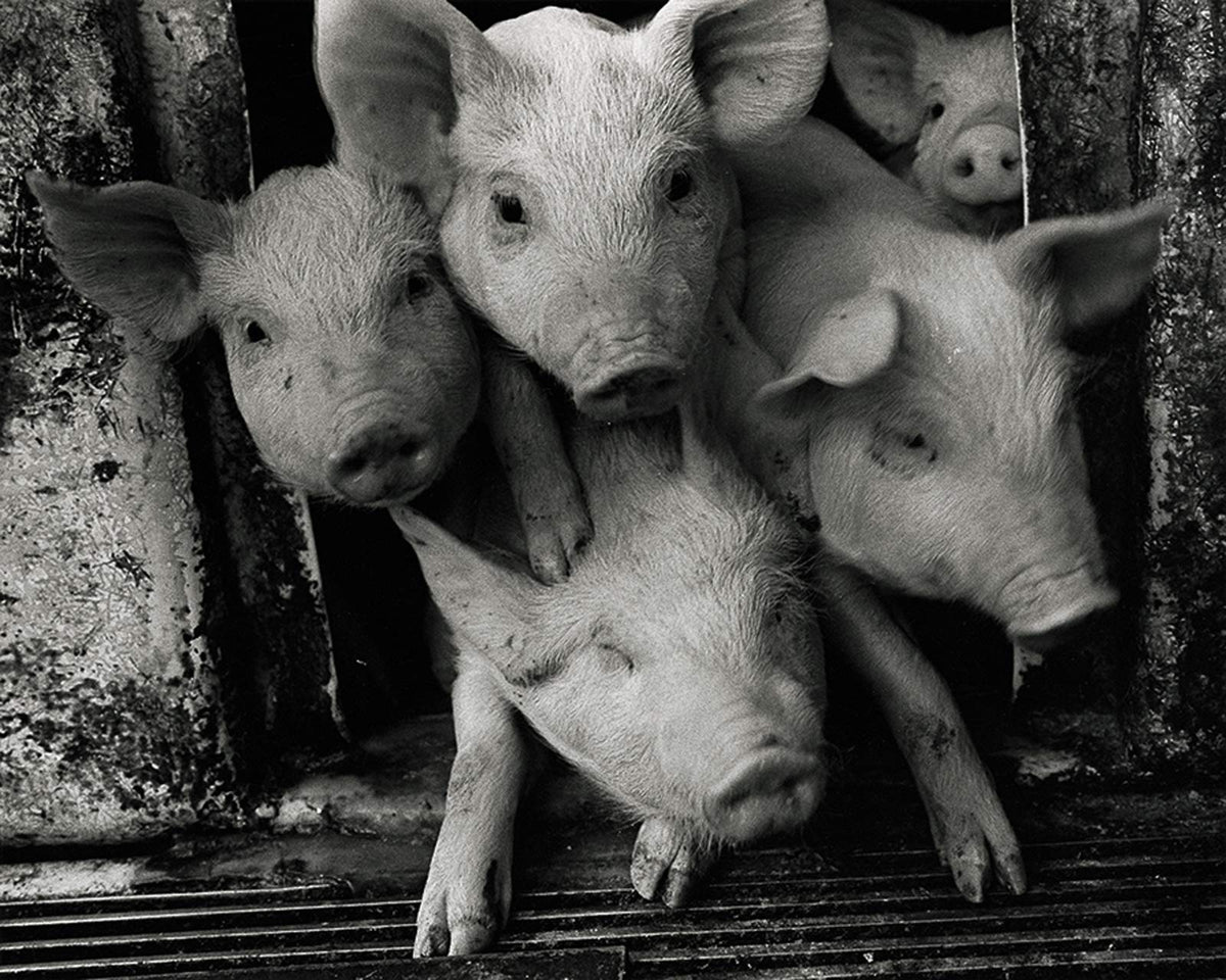 A Life With Pigs