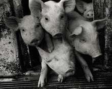 A Life With Pigs