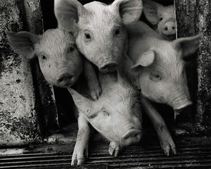 A Life With Pigs