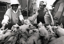 A Life With Pigs
