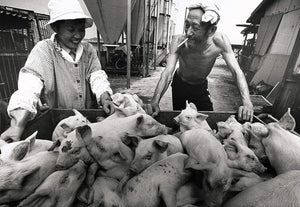 A Life With Pigs