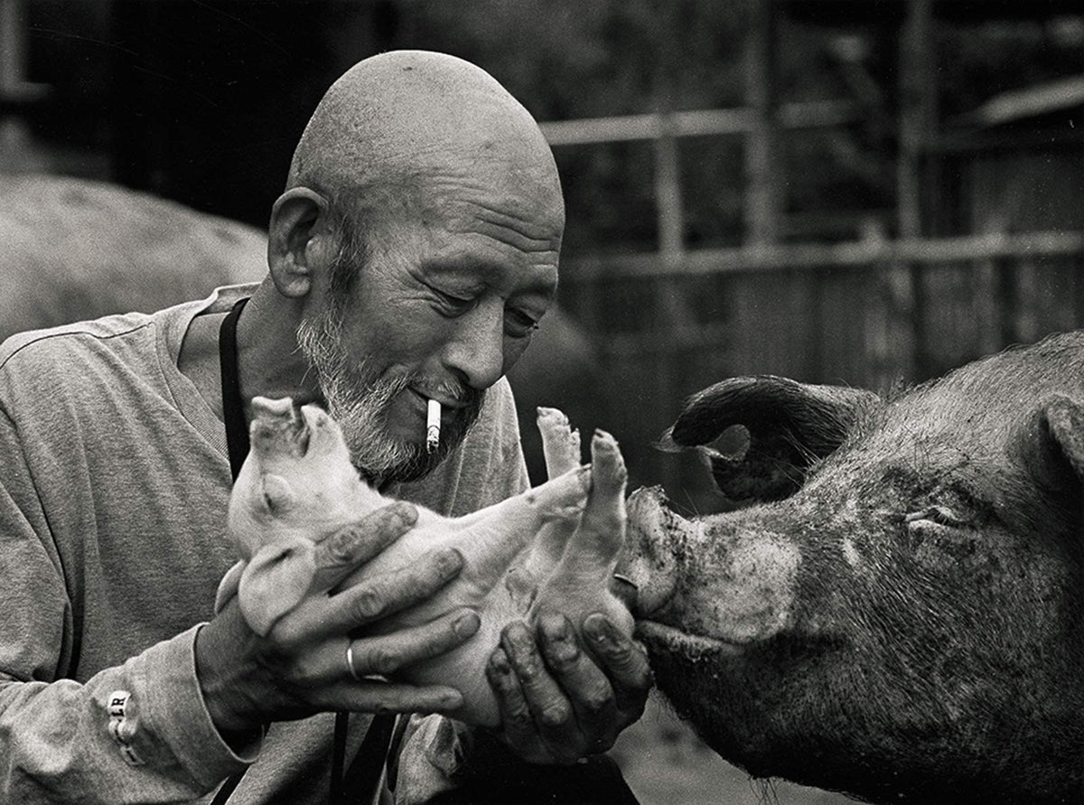 A Life With Pigs