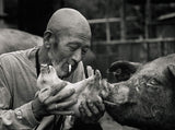 A Life With Pigs