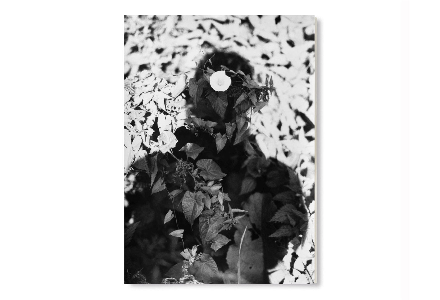 Jochen Lempert 作品集 Relacion 写真集 RELACIÓN - signed – Kominek