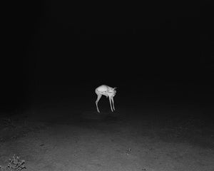 Jasper - signed copy