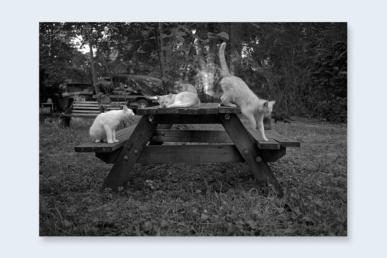 One Picture Book Two #16: Cats [Signed]