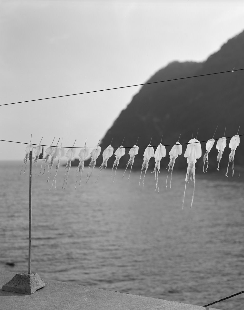 Ehime [Signed]