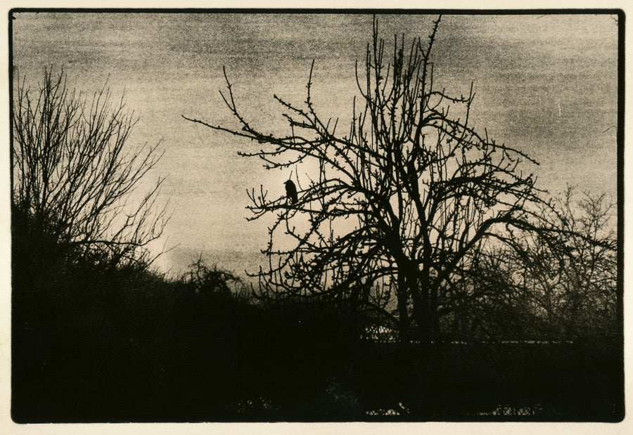 Scratchy Days [Signed]