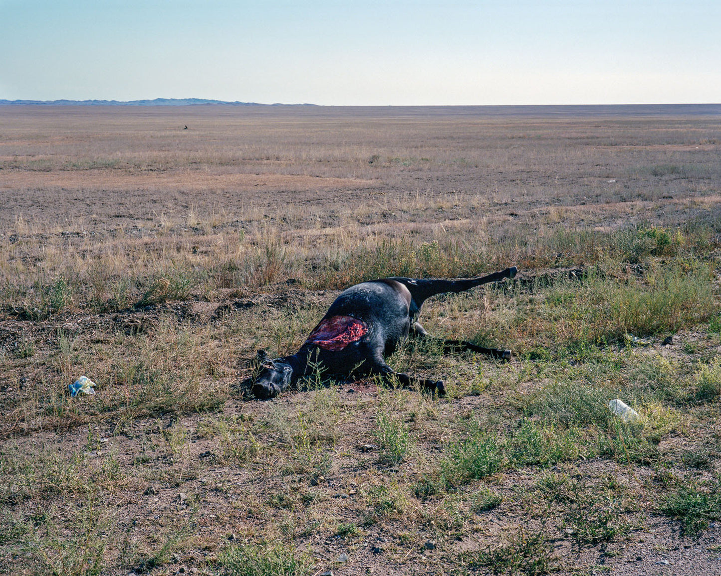Suicidal Birds [Signed]